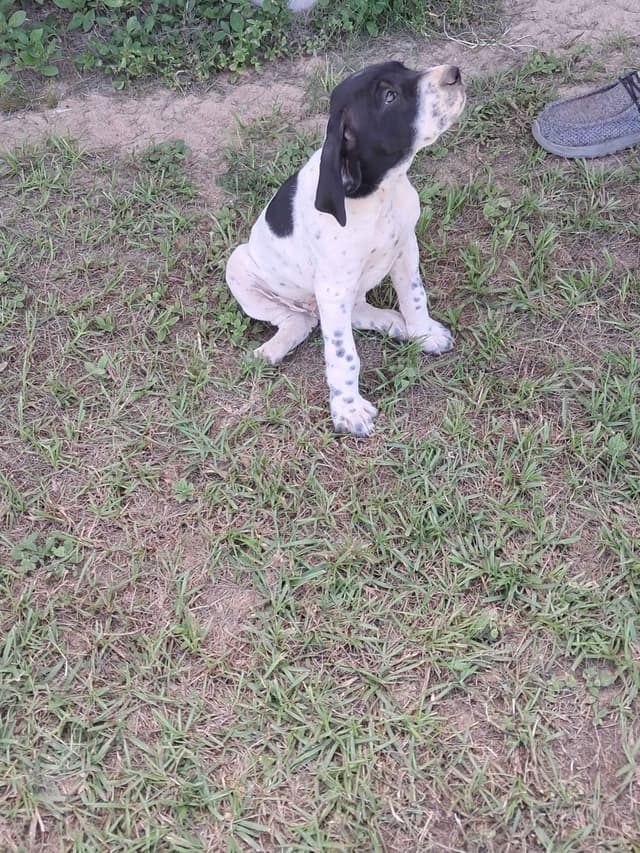 German Shorthaired Pointer Puppies (reduced) media 5