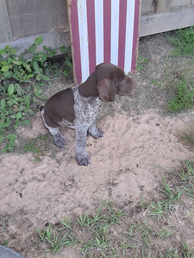 German Shorthaired Pointer Puppies (reduced) media 6