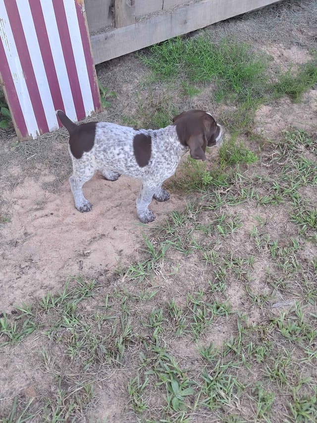 German Shorthaired Pointer Puppies (reduced) media 7