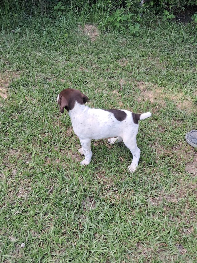 German Shorthaired Pointer Puppies (reduced) media 9