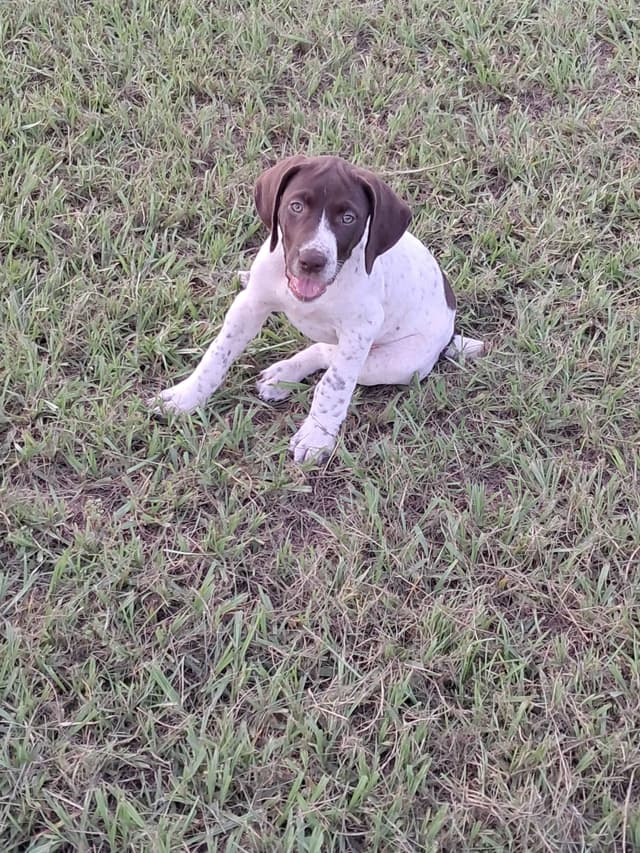 German Shorthaired Pointer Puppies (reduced) media 11