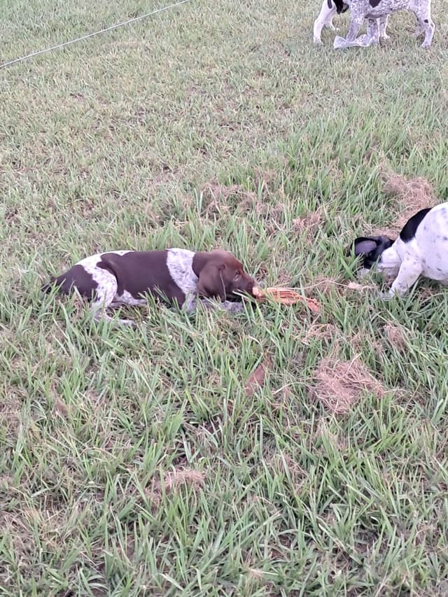 German Shorthaired Pointer Puppies (reduced) media 13