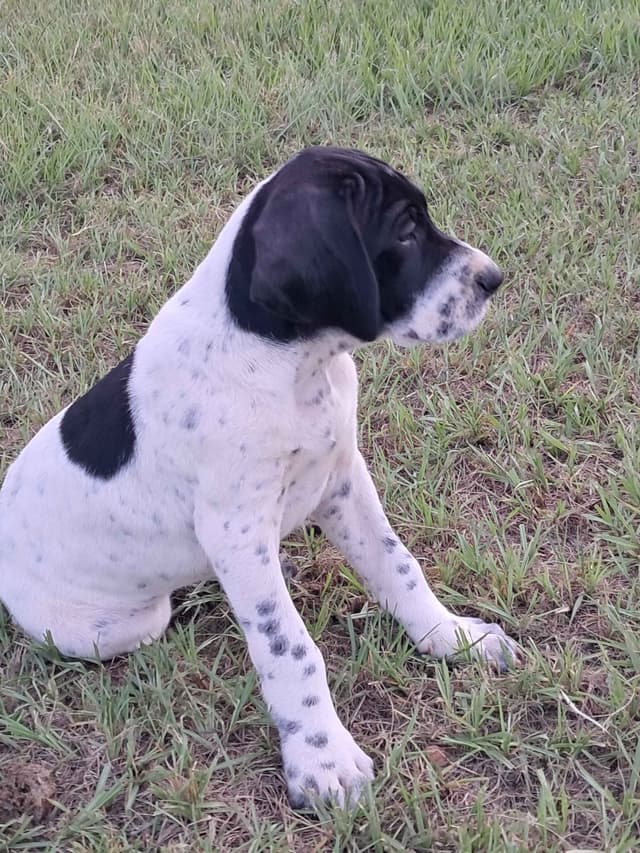 German Shorthaired Pointer Puppies (reduced) media 14