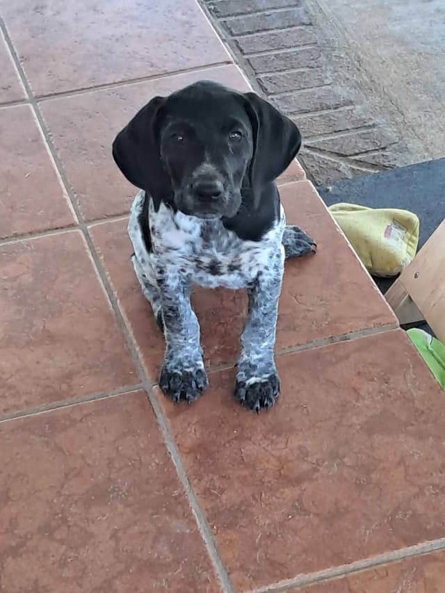 German Shorthaired Pointer Puppies (reduced) media 15