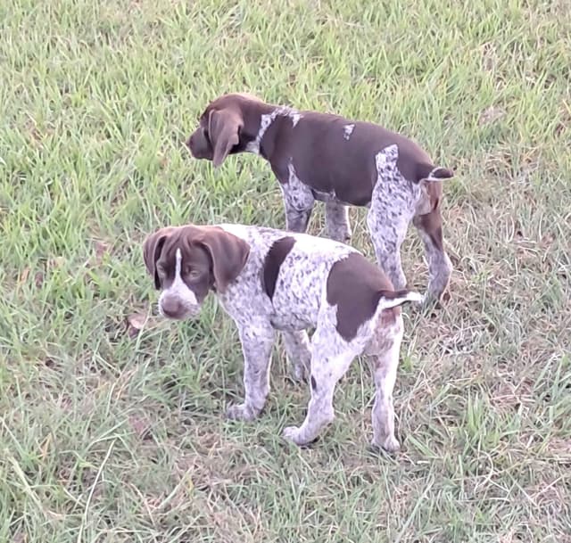 German Shorthaired Pointer Puppies (reduced) media 16