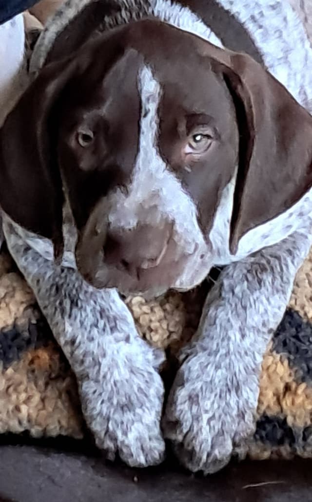 German Shorthaired Pointer Puppies (reduced) media 17