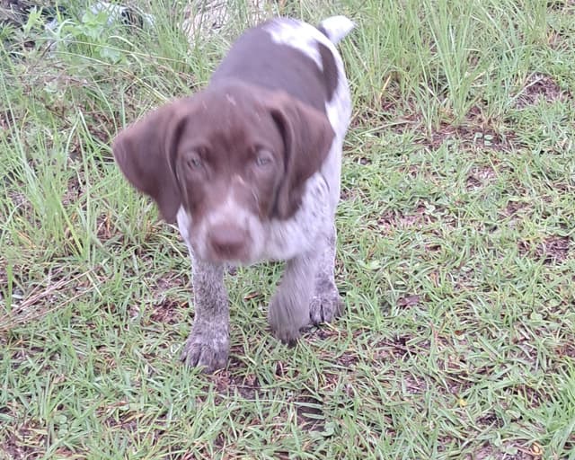 German Shorthaired Pointer Puppies (reduced) media 18