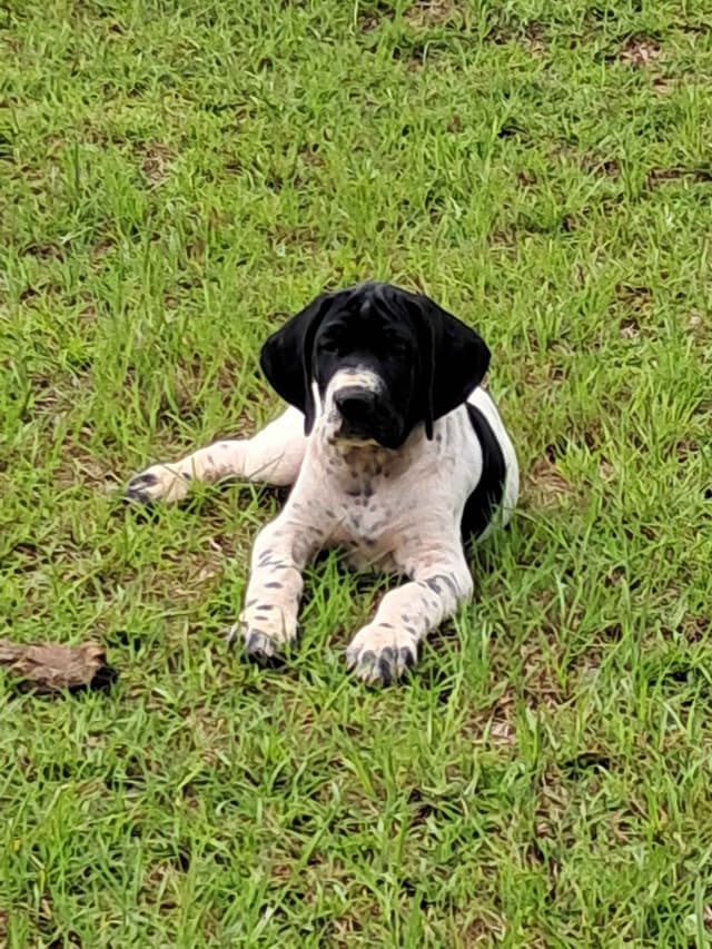 German Shorthaired Pointer Puppies (reduced) media 19