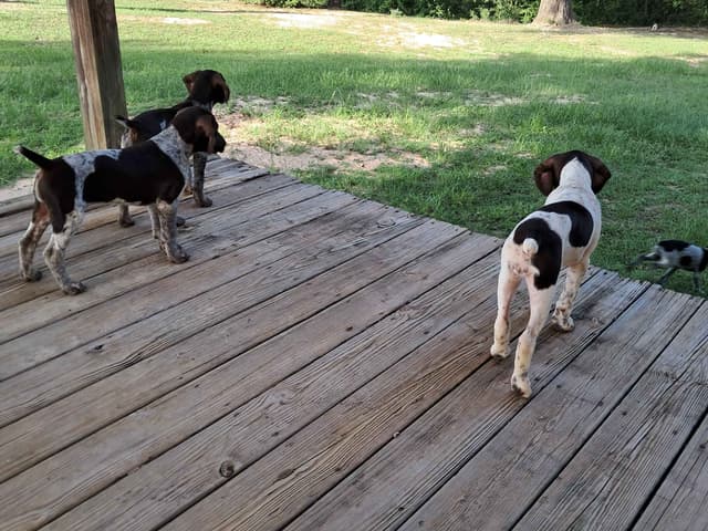 German Shorthaired Pointer Puppies (reduced) media 20