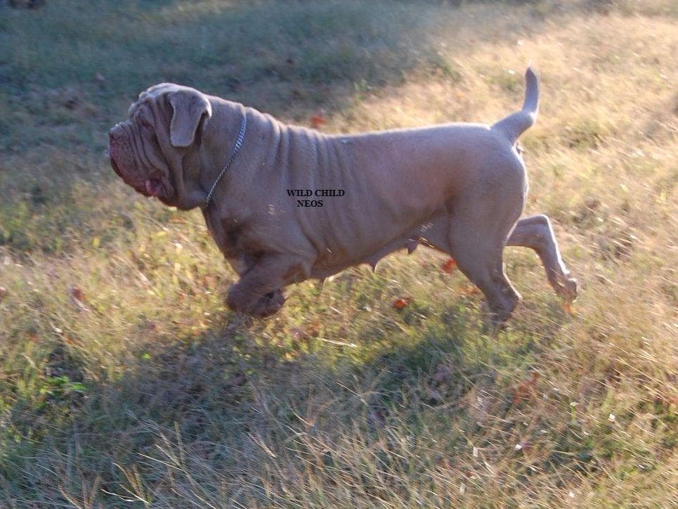 Adopted blue male breeder image 10