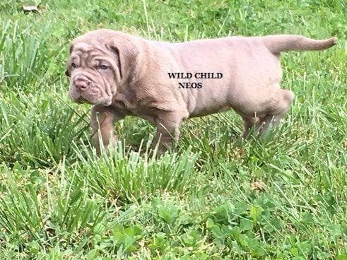 Adopted blue male breeder image 13