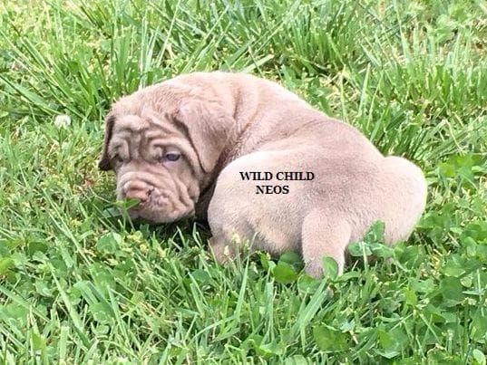 Adopted blue male breeder image 14
