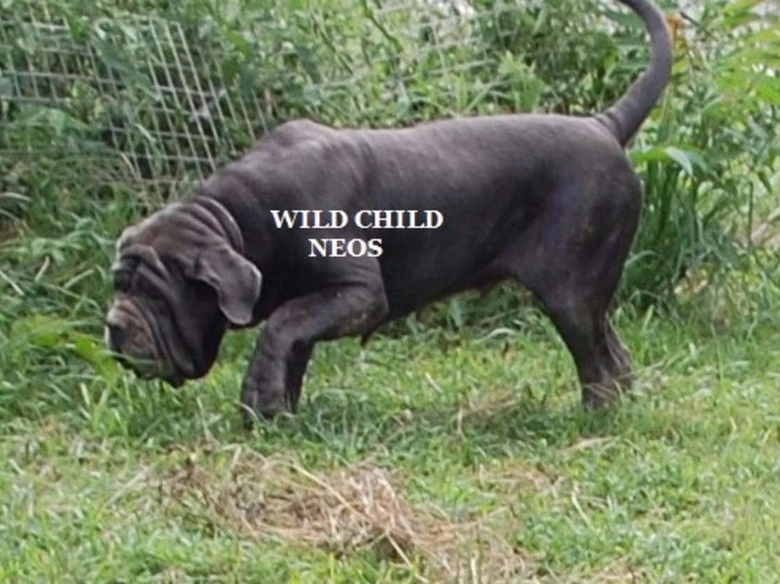 Adopted blue male breeder image 16