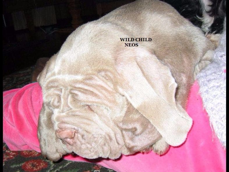 Adopted blue male breeder image 1
