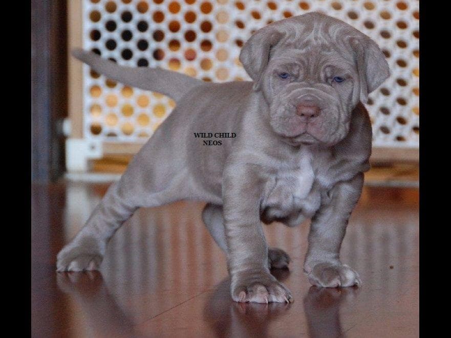 Adopted blue male breeder image 5