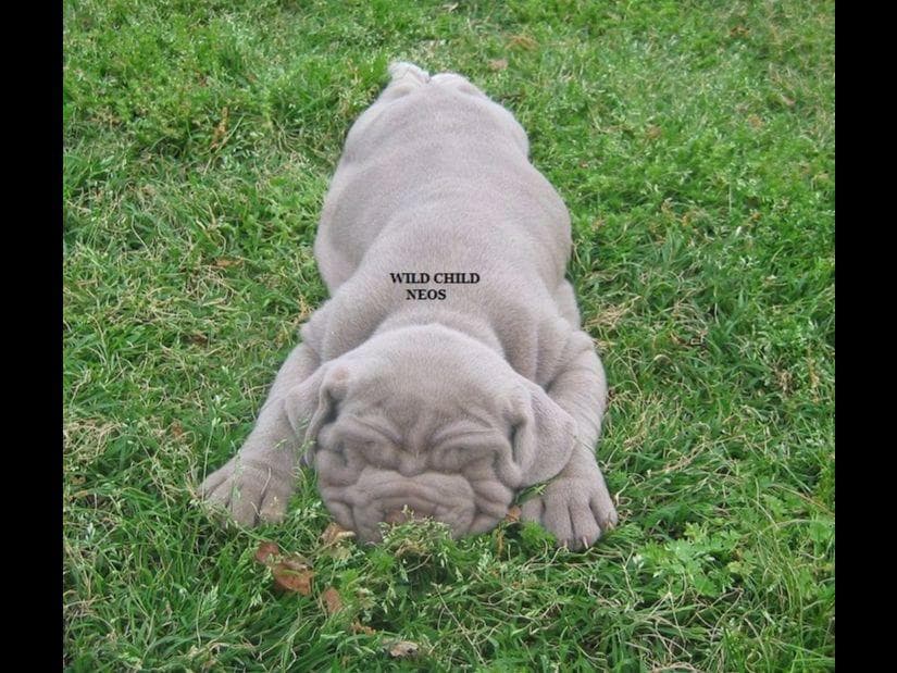 Adopted blue male breeder image 8