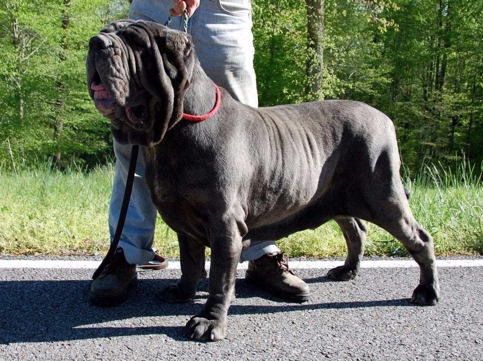Adopted blue male breeder image 11