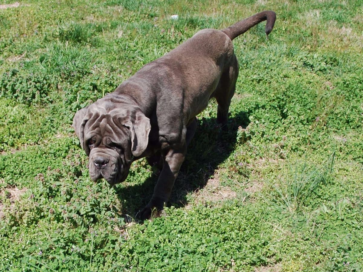 Adopted blue male breeder image 17