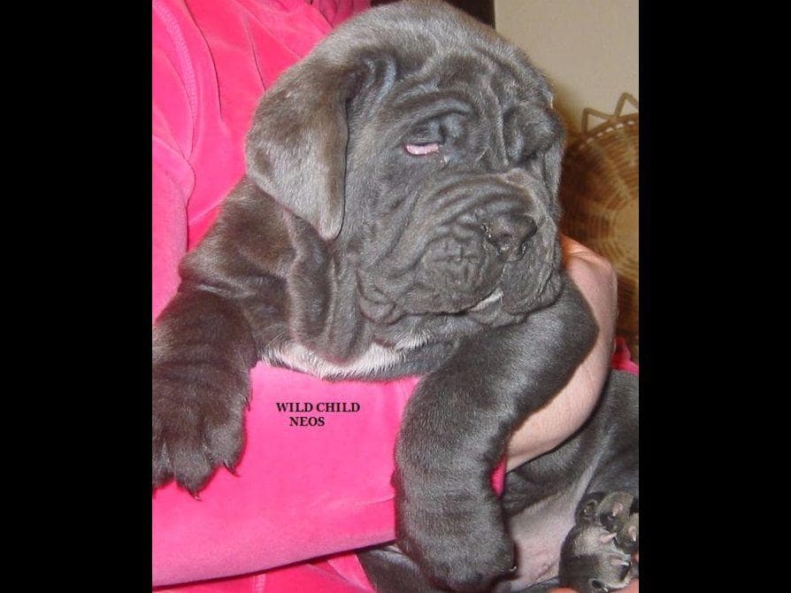 Adopted blue male breeder image 9