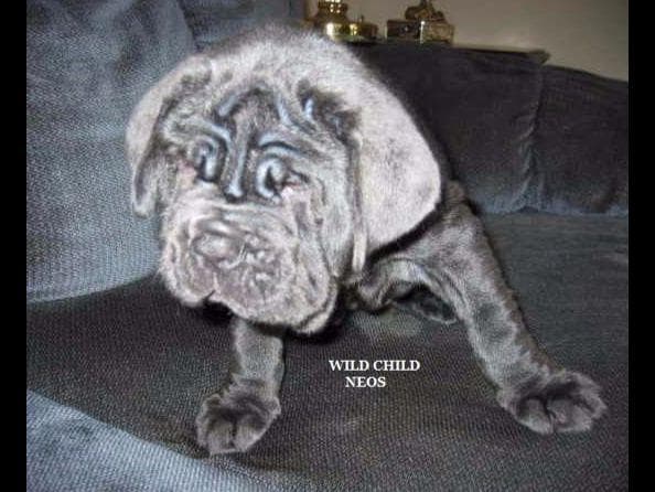 Adopted blue male breeder image 18