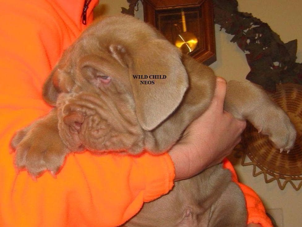 Adopted blue male breeder image 7