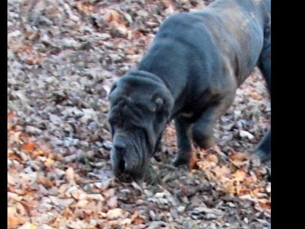 Adopted blue male breeder image 22