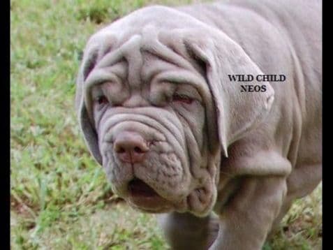 Adopted blue male breeder image 6