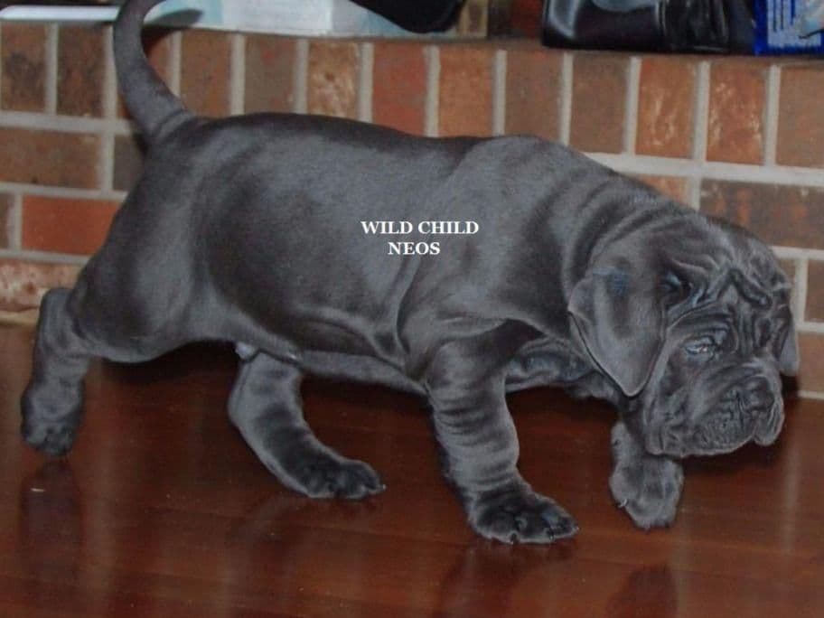 Adopted blue male breeder image 20