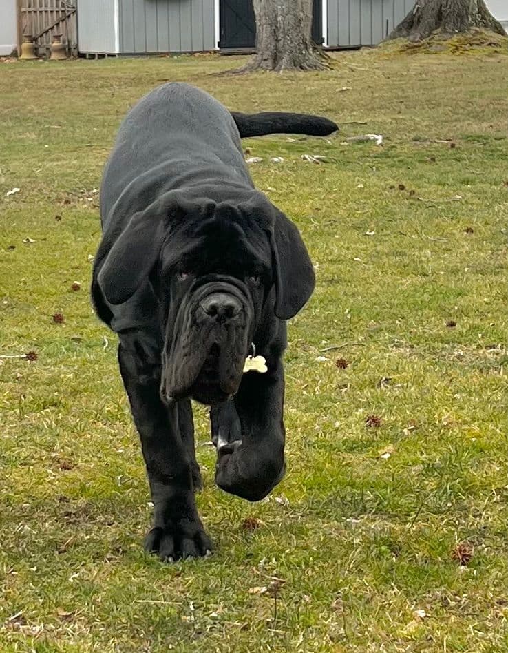 Adopted blue male breeder image 4