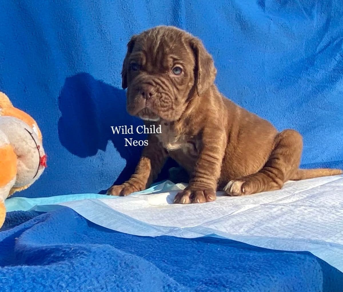 Adopted blue male breeder image 2