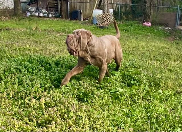 Tawny 1 yr old male cropped ears media 11