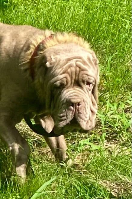 Tawny 1 yr old male cropped ears media 3