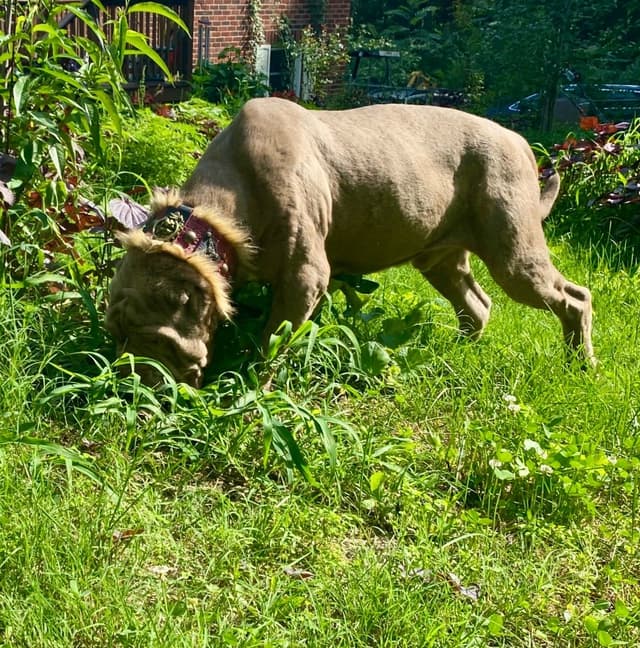 Tawny 1 yr old male cropped ears media 4