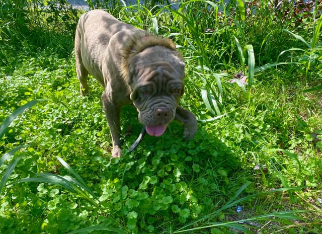 Tawny 1 yr old male cropped ears media 6