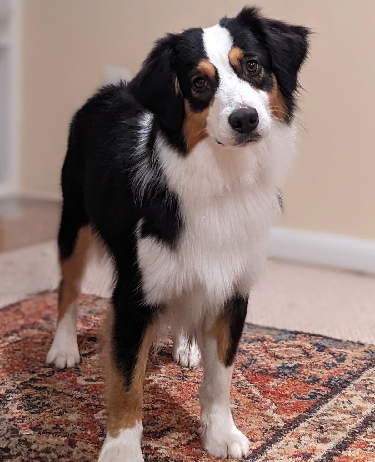 Miniature American Shepherd Puppies breeder image 2