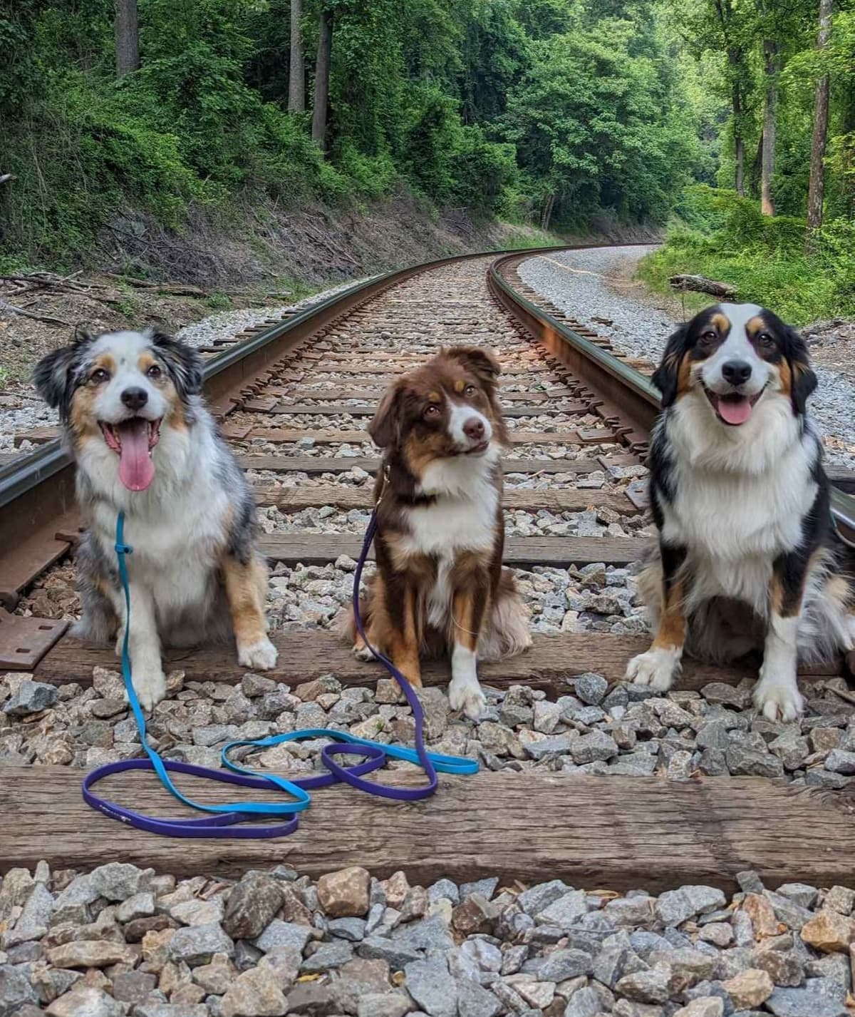 Miniature American Shepherd Puppies breeder image 5