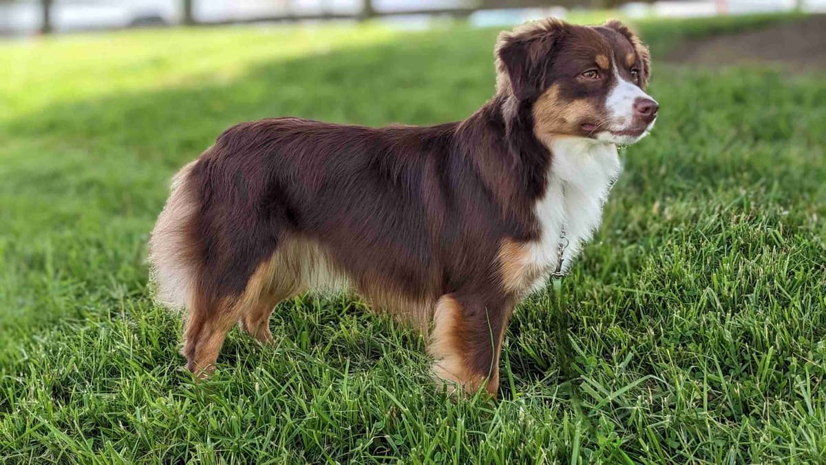 Miniature American Shepherd Puppies breeder image 4