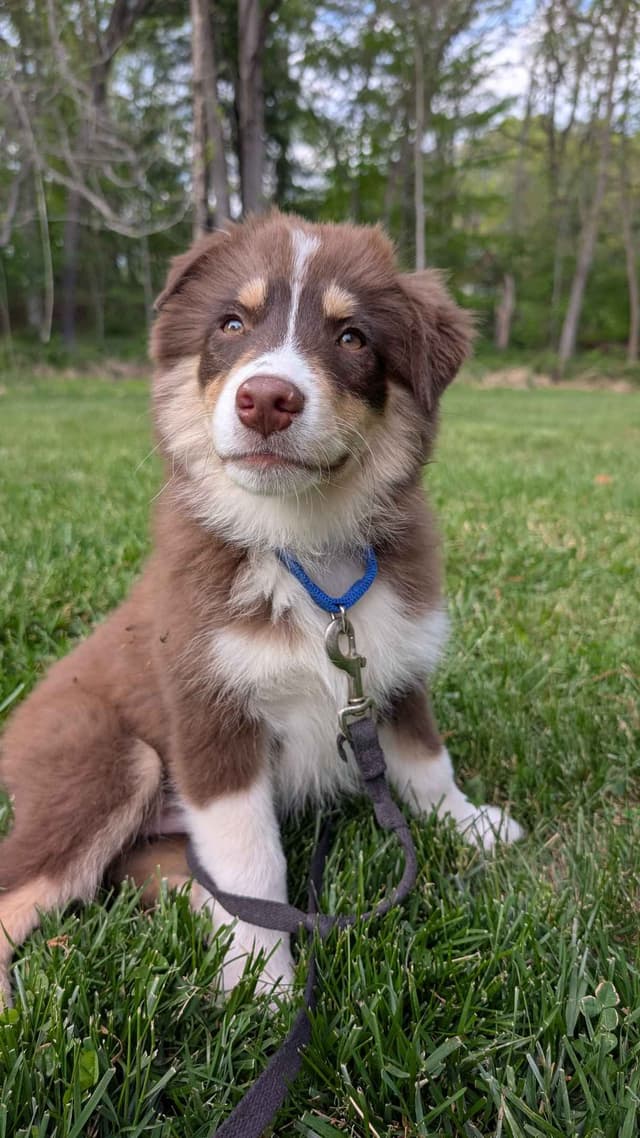 Miniature American Shepherd Puppies media 2