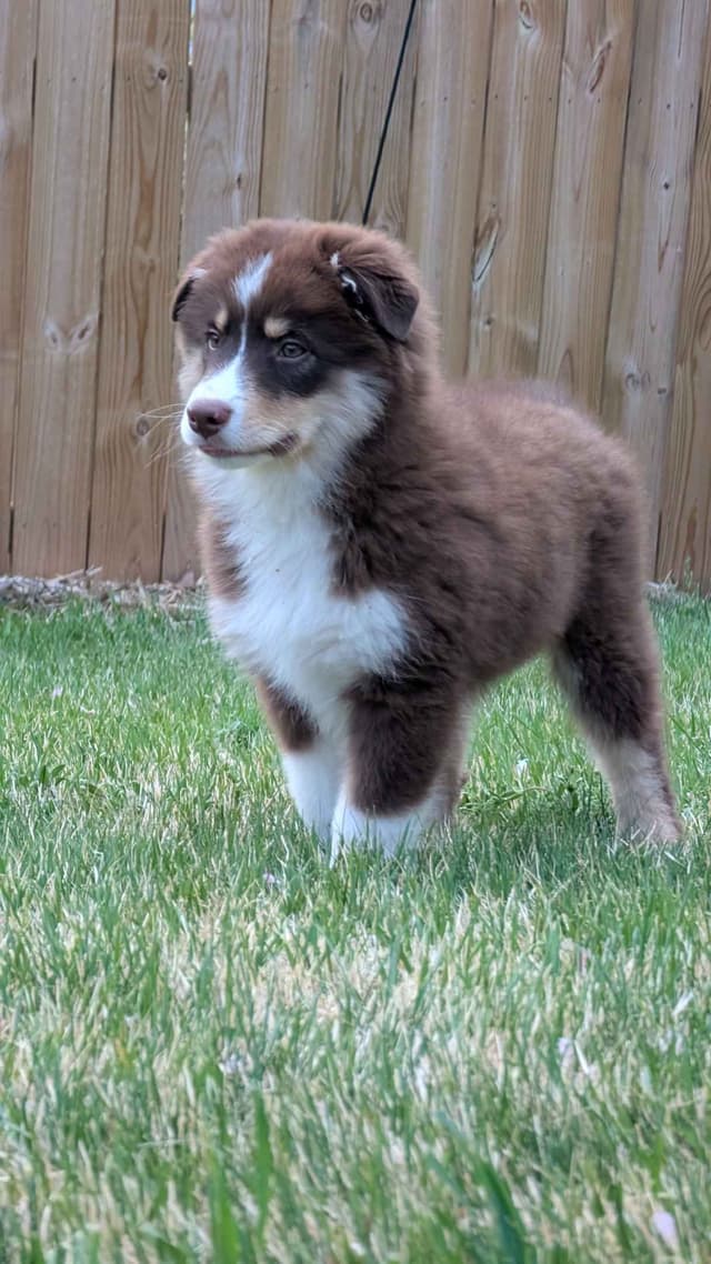 Miniature American Shepherd Puppies media 3