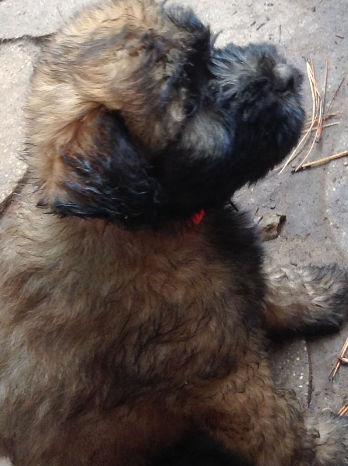 Soft Coated Wheaten Terrier Puppies breeder image 1