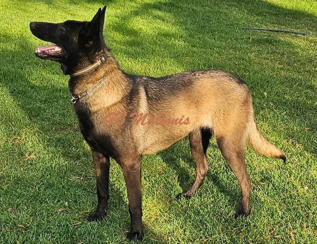 European Belgian Malinois Puppies media 15