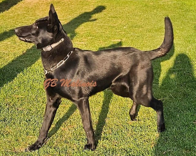European Belgian Malinois Puppies media 16