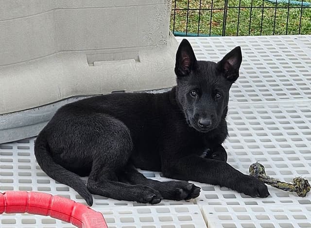 European Belgian Malinois Puppies media 12