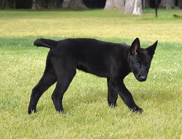 European Belgian Malinois Puppies media 11