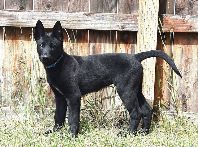 European Belgian Malinois Puppies media 9