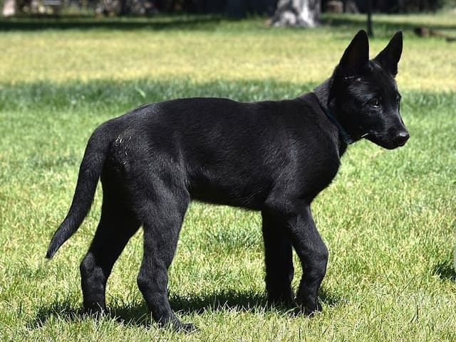 European Belgian Malinois Puppies media 10