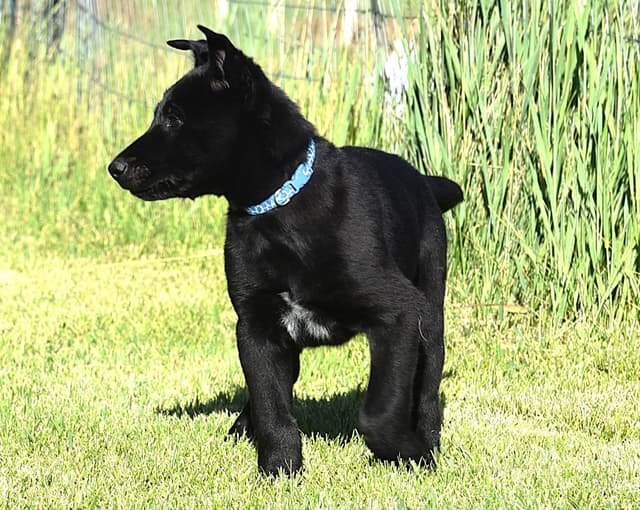European Belgian Malinois Puppies media 13