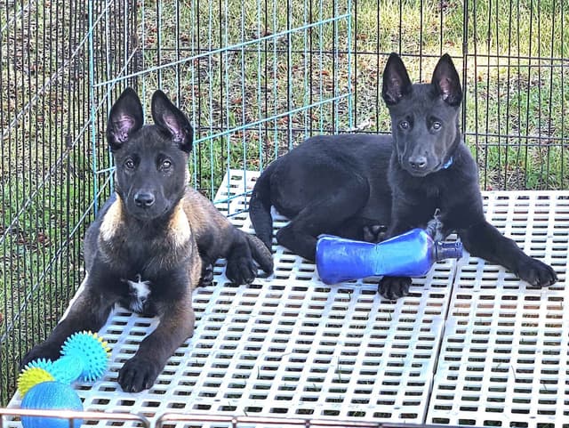 European Belgian Malinois Puppies media 3