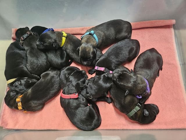 European Belgian Malinois Puppies media 14