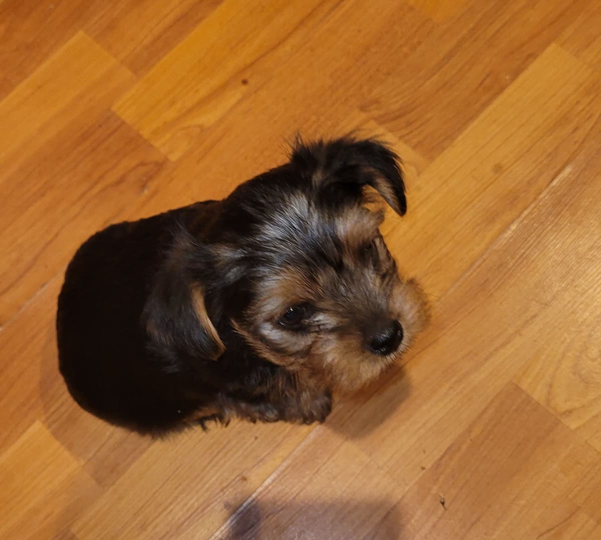 Yorkshire Terrier Puppies breeder image 2